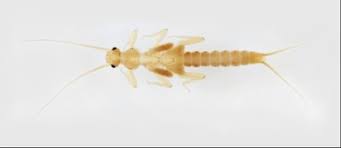 Attēlu rezultāti vaicājumam “Macrosteles nymph”