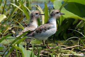 Attēlu rezultāti vaicājumam “Chlidonias hybrida adult”