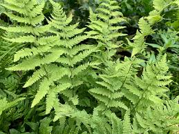 Attēlu rezultāti vaicājumam “Thelypteris palustris”