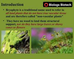 Attēlu rezultāti vaicājumam “Dicranella staphylina cells”