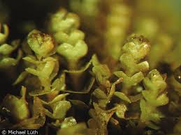 Attēlu rezultāti vaicājumam “Plagiothecium latebricola macro”