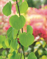 Attēlu rezultāti vaicājumam “Cercidiphyllum japonicum flower”