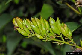 Attēlu rezultāti vaicājumam “Syringa vulgaris fruit”