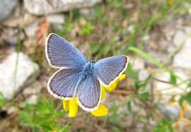 Attēlu rezultāti vaicājumam “Plebejus idas male”