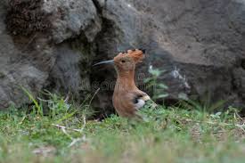 Image result for hoepoe