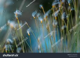 Attēlu rezultāti vaicājumam “Trichophorum alpinum flower”
