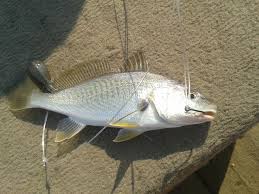 Image result for Micropogonias undulatus