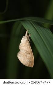 Attēlu rezultāti vaicājumam “Lasiocampidae”