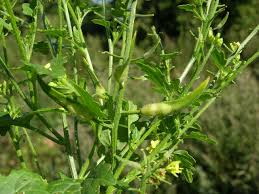 Attēlu rezultāti vaicājumam “Sinapis alba leaf”