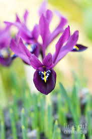 Attēlu rezultāti vaicājumam “Iris reticulata flower”