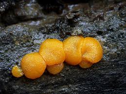 Attēlu rezultāti vaicājumam “Miladina lecithina”