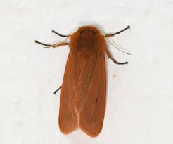 Attēlu rezultāti vaicājumam “Phragmatobia fuliginosa imago”