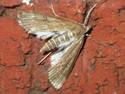 Attēlu rezultāti vaicājumam “Parapoynx stratiotata”