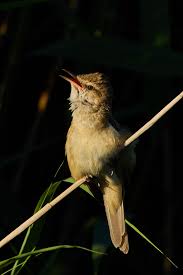 Image result for Acrocephalus arundinaceus