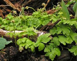 Attēlu rezultāti vaicājumam “Adoxa moschatellina”