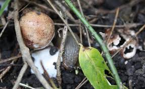 Attēlu rezultāti vaicājumam “Macrolepiota rhacodes”