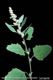 Attēlu rezultāti vaicājumam “Chenopodium album flower”