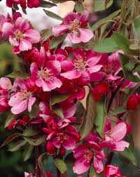 Attēlu rezultāti vaicājumam “Malus purpurea”