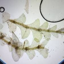 Attēlu rezultāti vaicājumam “Calypogeia sphagnicola”