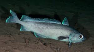 Image result for Mycteroperca rubra