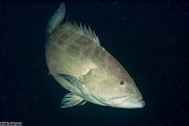 Image result for Mycteroperca interstitialis