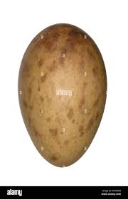 Attēlu rezultāti vaicājumam “Grus grus eggs”