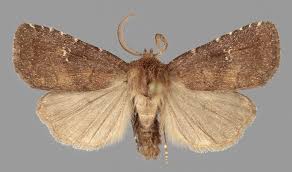 Attēlu rezultāti vaicājumam “Rusina ferruginea female”