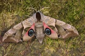 Attēlu rezultāti vaicājumam “Smerinthus ocellata”