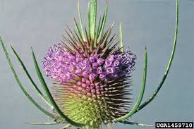 Attēlu rezultāti vaicājumam “Dipsacus fullonum”