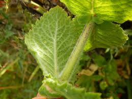 Attēlu rezultāti vaicājumam “Mentha aquatica leaf”