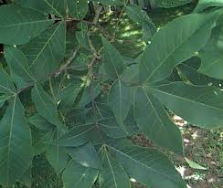 Attēlu rezultāti vaicājumam “Carya ovata leaf”