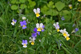 Attēlu rezultāti vaicājumam “Viola tricolor flower”