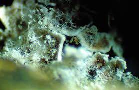 Attēlu rezultāti vaicājumam “Diderma radiatum sessile”