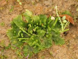 Attēlu rezultāti vaicājumam “Phaeoceros laevis subsp. carolinianus”