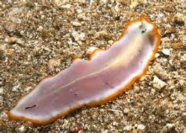 Attēlu rezultāti vaicājumam “Plathelminthes”