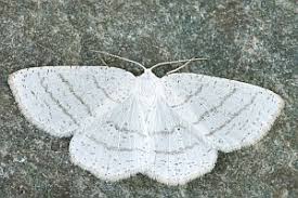 Attēlu rezultāti vaicājumam “Cabera pusaria”