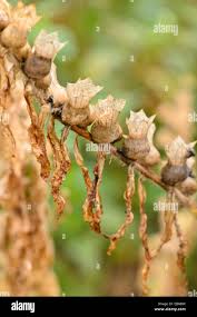 Attēlu rezultāti vaicājumam “Hyoscyamus niger fruit”