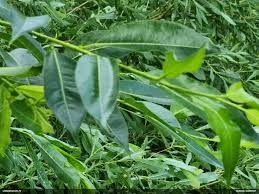 Attēlu rezultāti vaicājumam “Diderma subincarnatum young”