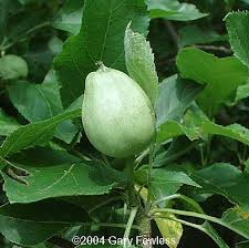 Attēlu rezultāti vaicājumam “Pyrus communis bud”