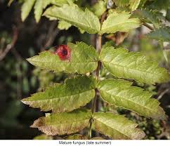 Attēlu rezultāti vaicājumam “Gymnosporangium cornutum”