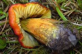 Attēlu rezultāti vaicājumam “Hygrocybe pseudoconica”