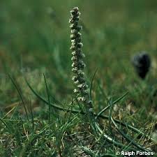 Attēlu rezultāti vaicājumam “Triglochin palustre flower”