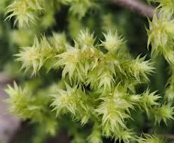 Attēlu rezultāti vaicājumam “Rhytidiadelphus triquetrus sporophyte”