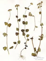 Image result for Ageratum conyzoides