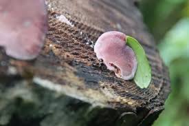 Attēlu rezultāti vaicājumam “Fomitopsis rosea”