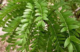 Attēlu rezultāti vaicājumam “Gleditsia triacanthos leaf”
