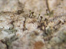 Attēlu rezultāti vaicājumam “Chaenotheca laevigata”