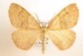 Attēlu rezultāti vaicājumam “Plagodis pulveraria”