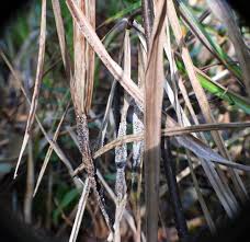 Attēlu rezultāti vaicājumam “Diderma subviridifuscum”