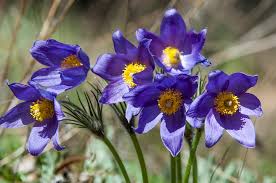 Image result for Pulsatilla